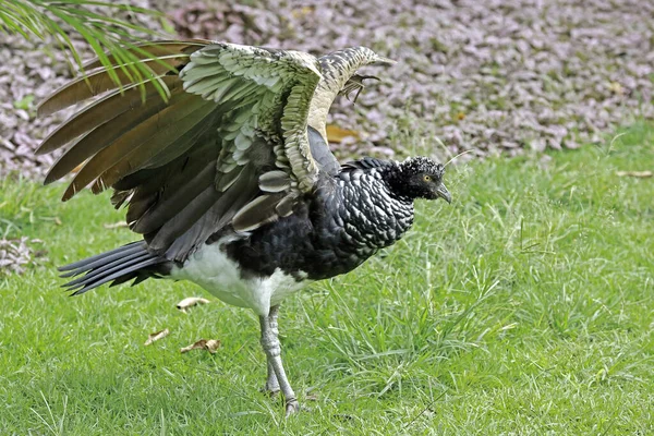 Fågeln Behornade Skrik Anhima Cornuta Går Gräset Brasilien — Stockfoto
