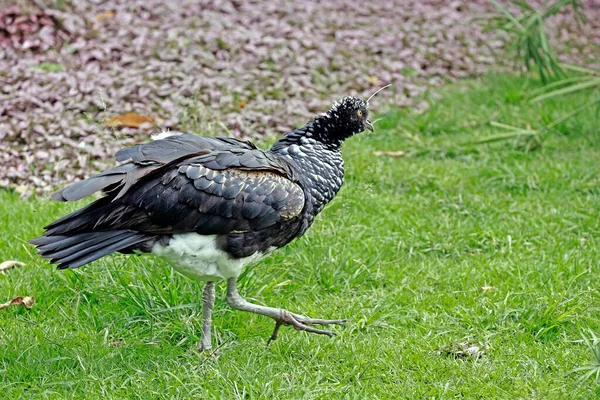 Gritón Cuernos Pájaro Anhima Cornuta Caminando Sobre Hierba Brasil — Foto de Stock