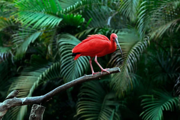 Scarlet Ibis Detailně Kmeni Stromu Přes Tmavé Lesní Pozadí Sao — Stock fotografie