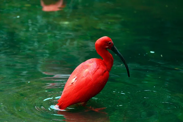 Nahaufnahme Von Scharlachrot Ibis Eudocimus Ruber Beim Baden Dunkelgrünen See — Stockfoto