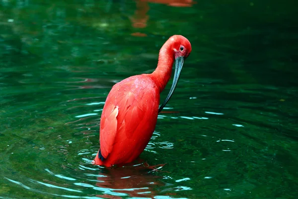 Detailní Záběr Šarlatové Ibis Eudocimus Ruber Koupání Tmavě Zeleném Jezeře — Stock fotografie