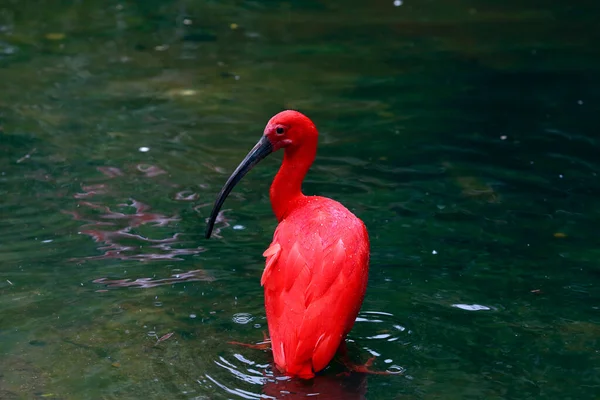 Zbliżenie Szkarłatnego Ibis Ruber Eudocimus Kąpiel Ciemnozielonym Jeziorze Stan Sao — Zdjęcie stockowe