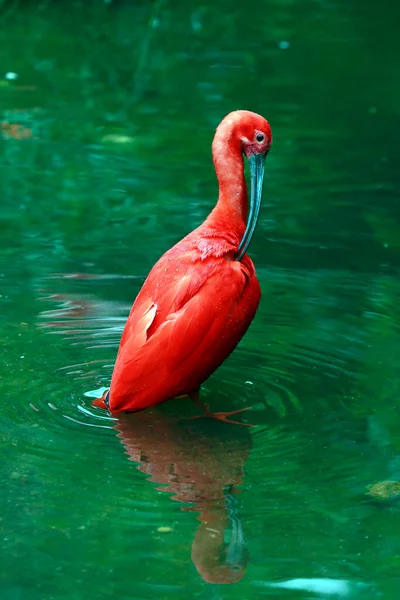 Primo Piano Ibis Scarlatto Eudocimus Ruber Bagno Nel Lago Verde — Foto Stock