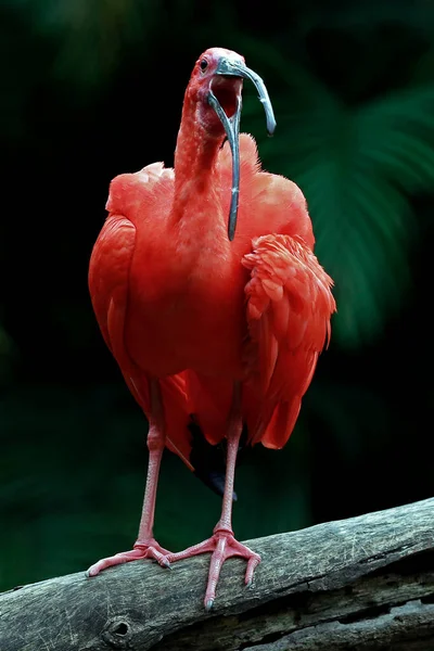 Scarlet Ibis Detailně Kmeni Stromu Přes Tmavé Lesní Pozadí Brazílie — Stock fotografie