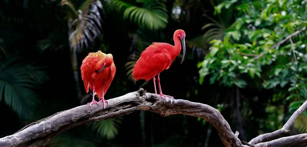 Scarlet Ibis Detailně Kmeni Stromu Přes Tmavé Lesní Pozadí Brazílie — Stock fotografie