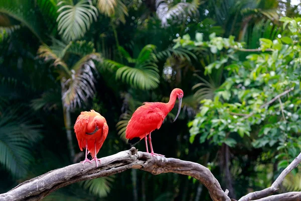 Scarlet Ibis Closeup Tronco Árvore Sobre Fundo Floresta Escura Brasil — Fotografia de Stock