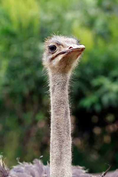 Närbild Struts Struthio Camelus Hagen Med Suddig Grön Bakgrund Brasilien — Stockfoto