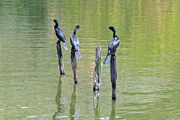 Caza Cormoranes Neotrópicos Junto Lago Estado Sao Paulo Brasil — Foto de Stock