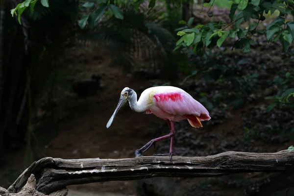 森の暗い背景には ツリーの枝にバラのスプーンビル プラタリアヤジャ ブラジルのサンパウロ州 — ストック写真