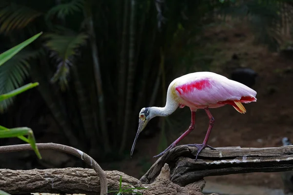 Roseate Spoonbill Platalea Ajaja Branch Tree Dark Background Forest Sao — Stock Photo, Image