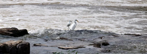 Egrets Vissen Rivier Paranapanema Sao Paulo Brazilië — Stockfoto