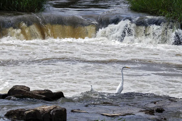 Egrets Pesca Nel Fiume Paranapanema Stato San Paolo Brasile — Foto Stock