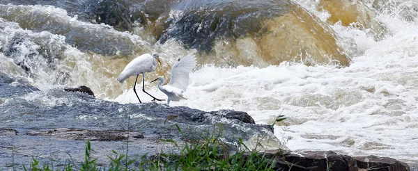 Egrets Αλιεία Στον Ποταμό Paranapanema Πολιτεία Σάο Πάολο Βραζιλία — Φωτογραφία Αρχείου
