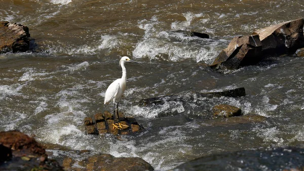 Egrets Αλιεία Στον Ποταμό Paranapanema Πολιτεία Σάο Πάολο Βραζιλία — Φωτογραφία Αρχείου