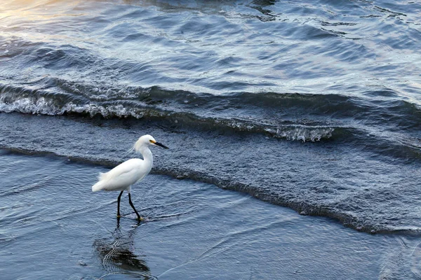 Білий Чапля Ловить Рибу Біля Пляжу Сан Паулу Бразилія — стокове фото