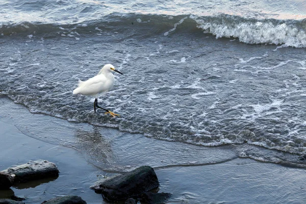 Білий Чапля Ловить Рибу Біля Пляжу Сан Паулу Бразилія — стокове фото