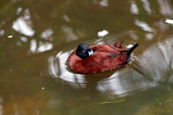 Primer Plano Mallards Pico Azul Argentino Oxyura Vittata Dormitando Medio — Foto de Stock