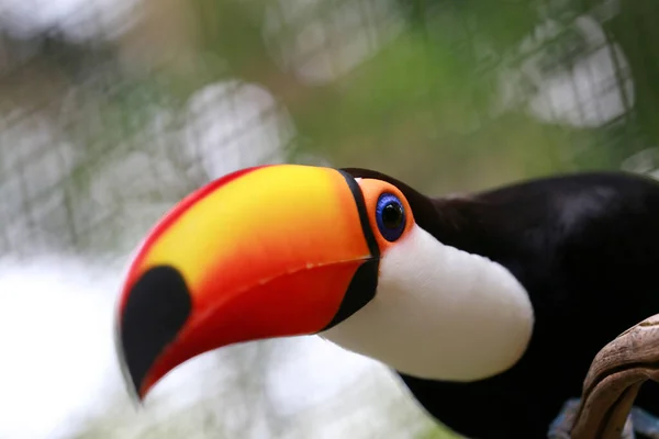 Toco Toucan Seděl Větvi Rozmazaným Pozadím Brazílie — Stock fotografie