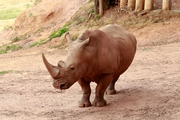 Beyaz Gergedan Ceratotherium Simum Alt Sahra Afrika Kaynaklanan — Stok fotoğraf