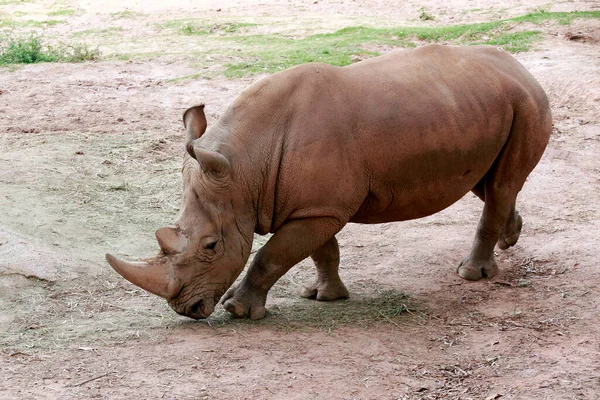 Rinoceronte Branco Ceratotherium Simum Originário África Subsariana — Fotografia de Stock