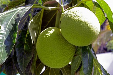 Bahia Eyaleti, Brezilya 'da hasat için ağaçta ekmek meyvesinin yakın çekimi