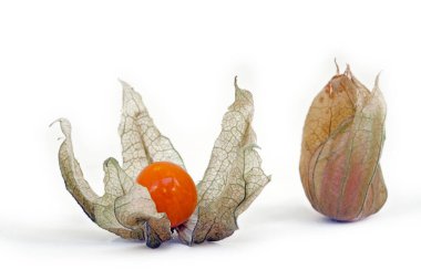 Stüdyoda beyaz arka planda vişne ya da balon vişne Physalis angulata açısına yakın çekim.