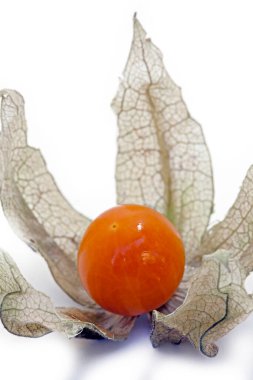 Stüdyoda beyaz arka planda vişne ya da balon vişne Physalis angulata açısına yakın çekim.