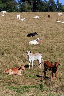 Otlakta et üretimi için sığırlar. Sao Paulo Eyaleti, Brezilya