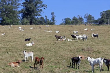Otlakta et üretimi için sığırlar. Sao Paulo Eyaleti, Brezilya