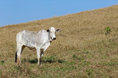Otlakta et üretimi için sığırlar. Sao Paulo Eyaleti, Brezilya