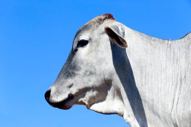 Arka planda mavi gökyüzü olan otlaktaki sığır kafasının yakın çekimi. Sao Paulo Eyaleti, Brezilya