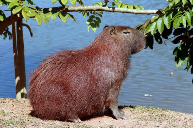 Capybara, suyun kenarında bitki örtüsüyle yakınlaşıyor. Sao Paulo Eyaleti, Brezilya