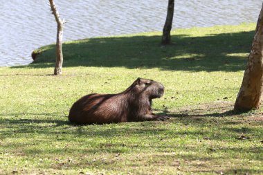 Capybara, suyun kenarında bitki örtüsüyle yakınlaşıyor. Sao Paulo Eyaleti, Brezilya