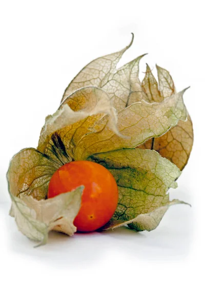Szoros Kép Szögletes Téli Cseresznye Vagy Léggömb Cseresznye Physalis Angulata — Stock Fotó
