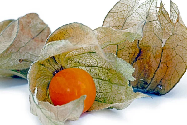 Stüdyoda beyaz arka planda vişne ya da balon vişne Physalis angulata açısına yakın çekim.