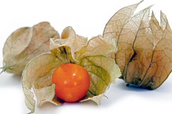 Closeup Angled Winter Cherry Balloon Cherry Physalis Angulata White Background — Stock Photo, Image