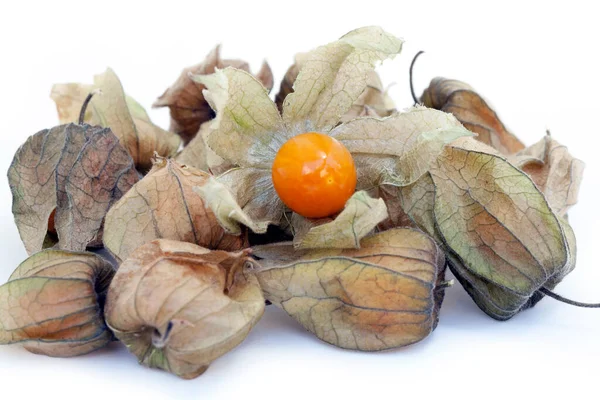 Nahaufnahme Von Abgewinkelter Winterkirsche Oder Ballonkirsche Physalis Angulata Auf Weißem — Stockfoto