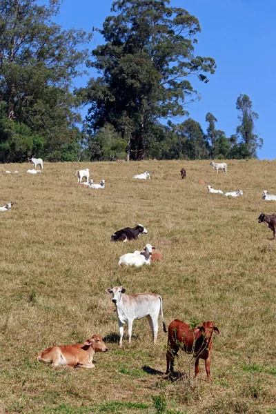 Runderen Voor Vleesproductie Wei Sao Paulo Brazilië — Stockfoto