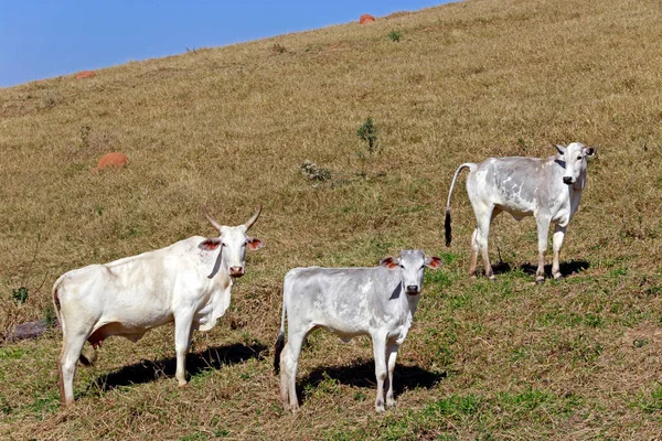 Bovini Destinati Alla Produzione Carne Nei Pascoli Stato San Paolo — Foto Stock
