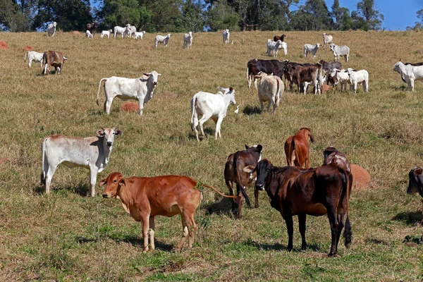 Cattle Meat Production Pasture Sao Paulo State Brazil — Stock Photo, Image