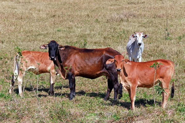牧草地での肉生産のための牛 ブラジルのサンパウロ州 — ストック写真