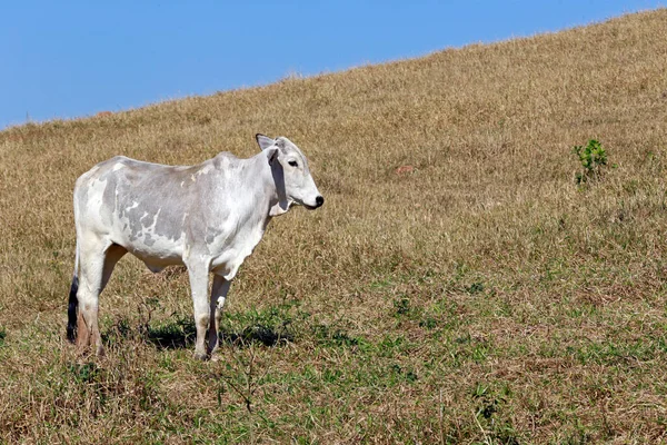 Bovino Para Producción Carne Pastos Estado Sao Paulo Brasil — Foto de Stock