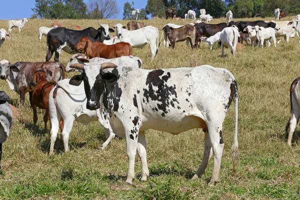 Nötkreatur För Köttproduktion Betesmark Sao Paulo Staten Brasilien — Stockfoto