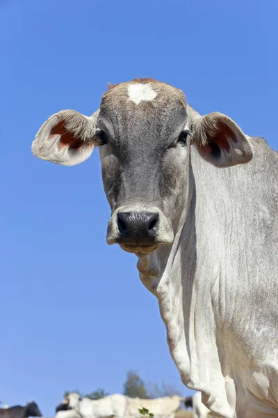 Primer Plano Cabeza Bovina Pasto Con Cielo Azul Fondo Estado — Foto de Stock