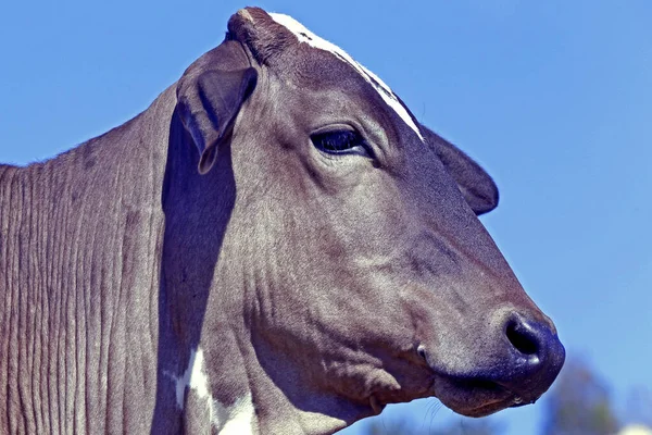 Gros Plan Tête Bovin Dans Les Pâturages Avec Ciel Bleu — Photo