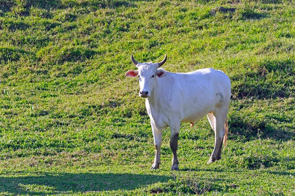 Bovini Destinati Alla Produzione Carne Nei Pascoli Stato San Paolo — Foto Stock