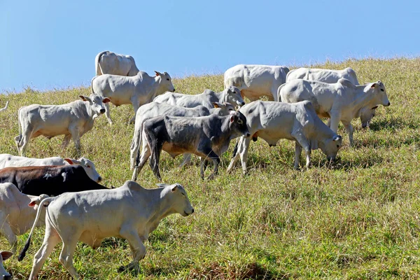 牧草地での肉生産のための牛 ブラジルのサンパウロ州 — ストック写真