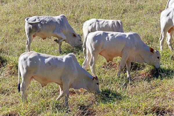 가축은 목장에서 고기를 생산하는 소이다 파울루 브라질 — 스톡 사진