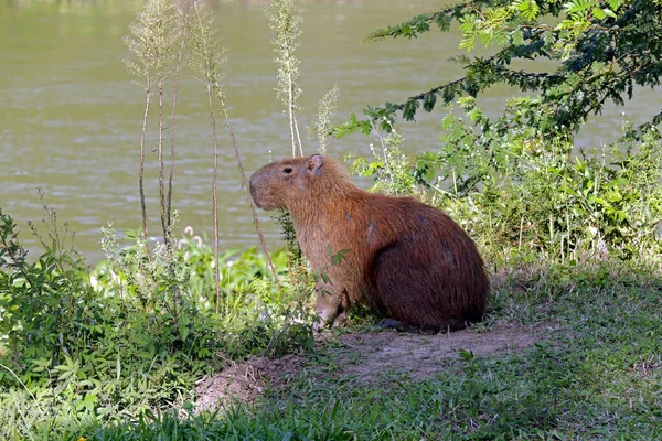 Capybara Close Aan Rand Van Het Water Met Vegetatie Rond — Stockfoto