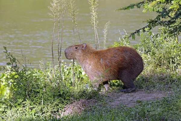 Capybara Closeup Στην Άκρη Του Νερού Βλάστηση Γύρω Πολιτεία Σάο — Φωτογραφία Αρχείου